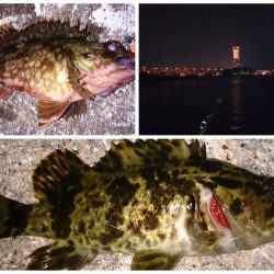 佐野漁港でのメバリングは気配なし((+_+))