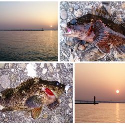 泉佐野 そろそろシーズンインかな