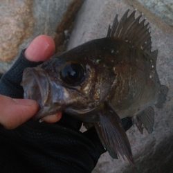 イカナゴパターン？