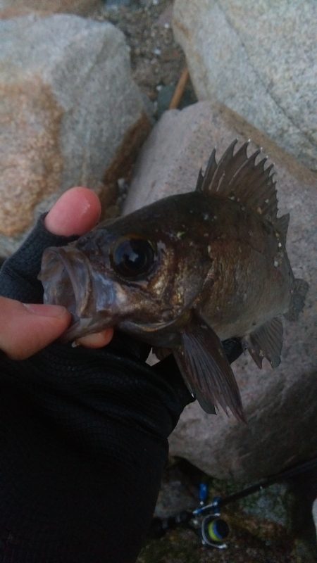 イカナゴパターン？