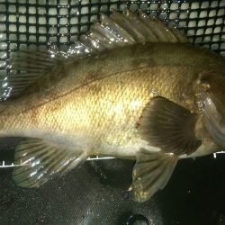 須磨でメバリング