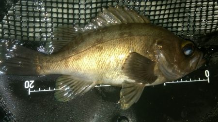 須磨でメバリング