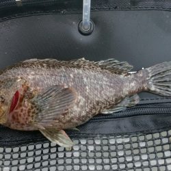 ソイイング…ソイング？