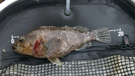 ソイイング…ソイング？