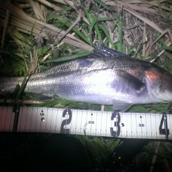 高砂埋立地　ルアーでシーバス狙い