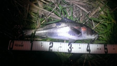 高砂埋立地　ルアーでシーバス狙い