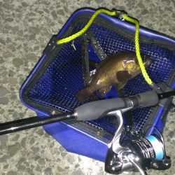 やっとこさのメバル