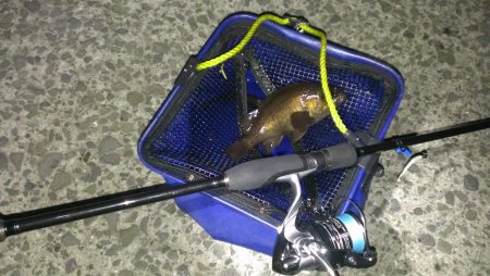 やっとこさのメバル