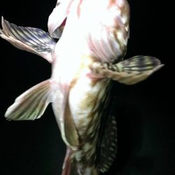 オールナイトも報われず