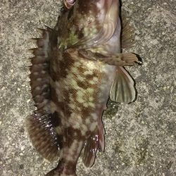 ガシラ生息調査