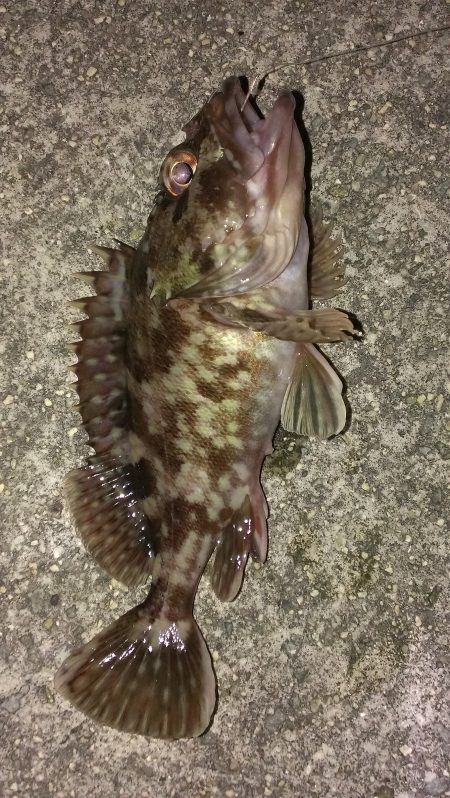 ガシラ生息調査