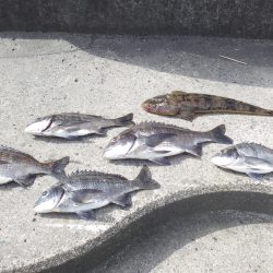 チヌ祭りでした！