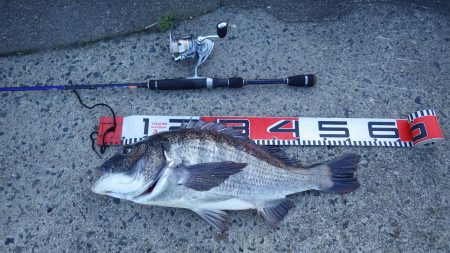 宮津チヌ祭り続報