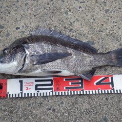 宮津チヌ続続報