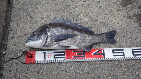 宮津チヌ続続報