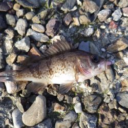 養老メバル・ガシラ・・・数は出ますが・・・