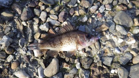 養老メバル・ガシラ・・・数は出ますが・・・…