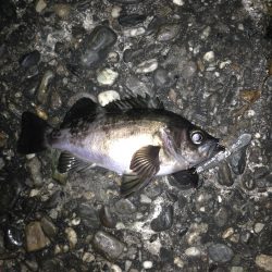 由良でプラッキング【ナイスボディ】