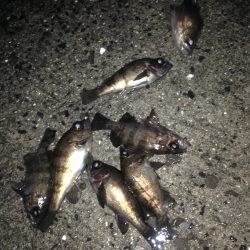 由良　数釣りが楽しめました＾＾