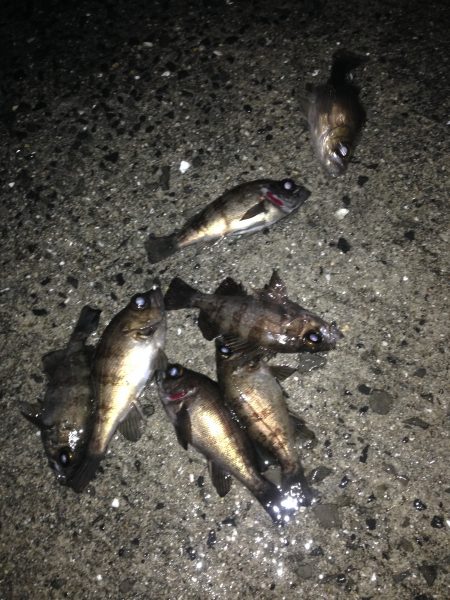 由良　数釣りが楽しめました＾＾