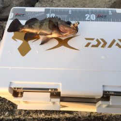 ランガンし何とか小さいのGET・・