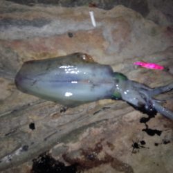 見草漁港　久しぶりのエギング釣行