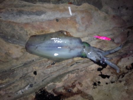 見草漁港　久しぶりのエギング釣行