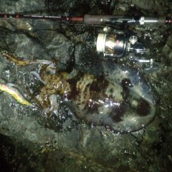 串本周辺をランガン！