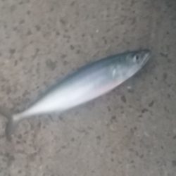 助松埠頭　沢山のアタリと少ない魚