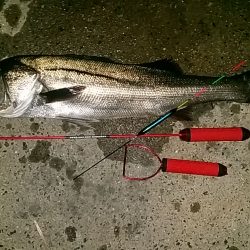 助松埠頭でエビ撒き釣り【アタリ１回限定】