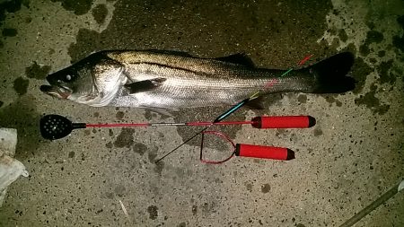 助松埠頭でエビ撒き釣り【アタリ１回限定】