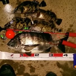 岸和田でのエビ撒き釣り　粘って良かった