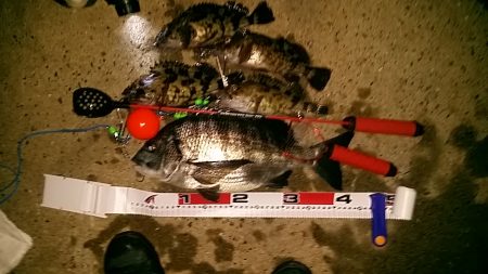 岸和田でのエビ撒き釣り　粘って良かった