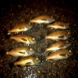 メバルの季節ですね