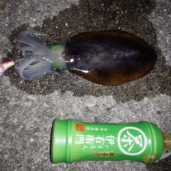 大きなアオリイカ狙いで行ってきました。