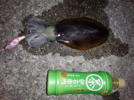 大きなアオリイカ狙いで行ってきました。