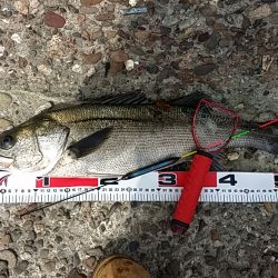 本日も辛うじて(泣)