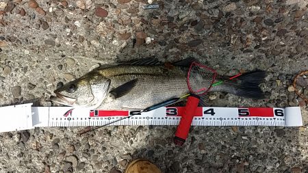 本日も辛うじて(泣)