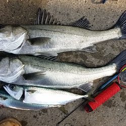 大阪南港 エビ撒き釣りでハネ&サバ