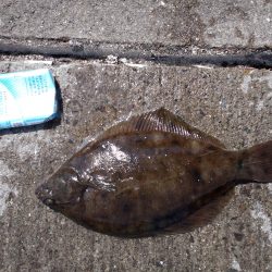 須磨で今年初カレイ