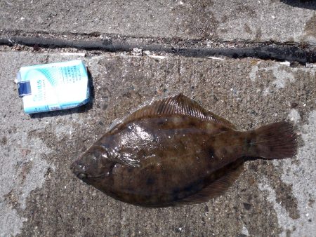 須磨で今年初カレイ