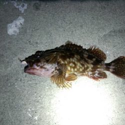 メバルは…(´ε｀；)ｳｰﾝ…