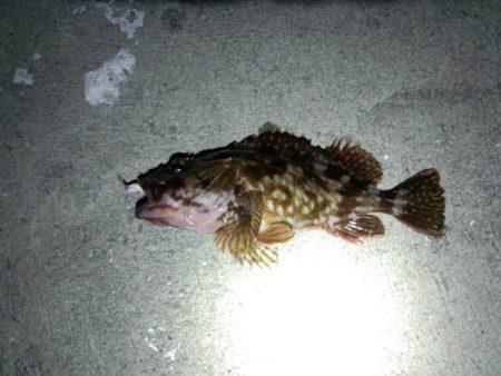 メバルは…(´ε｀；)ｳｰﾝ…