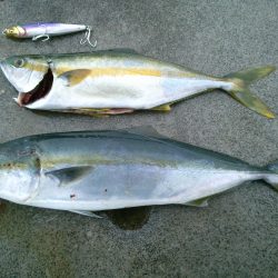 白浜周辺　ショアジギングでコマサ