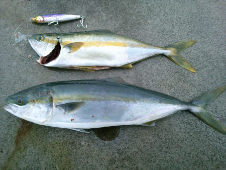 白浜周辺　ショアジギングでコマサ