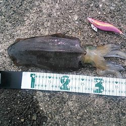 朝来帰港　数ヶ月ぶりのアオリイカ！(*^^)v