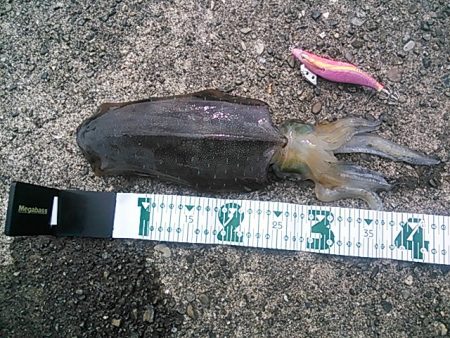 朝来帰港　数ヶ月ぶりのアオリイカ！(*^^…