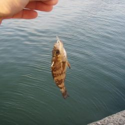 エビ撒きで良型メバルＧＥＴ！！