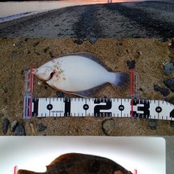 アジュール舞子～西舞子　出ました！今年初カレイ☆