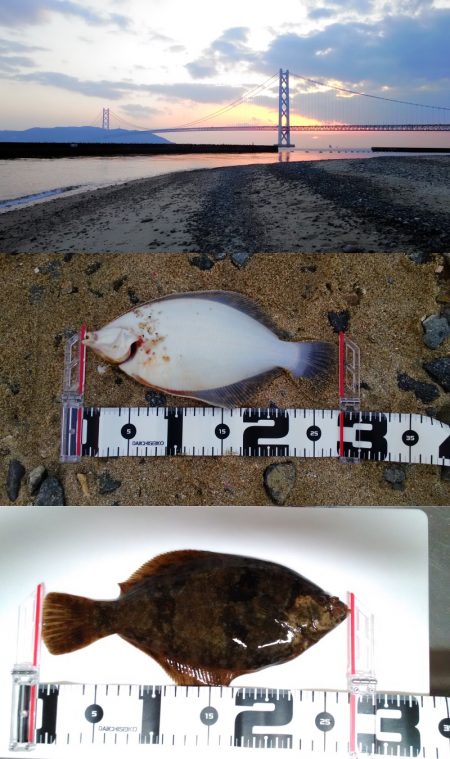 アジュール舞子～西舞子　出ました！今年初カ…